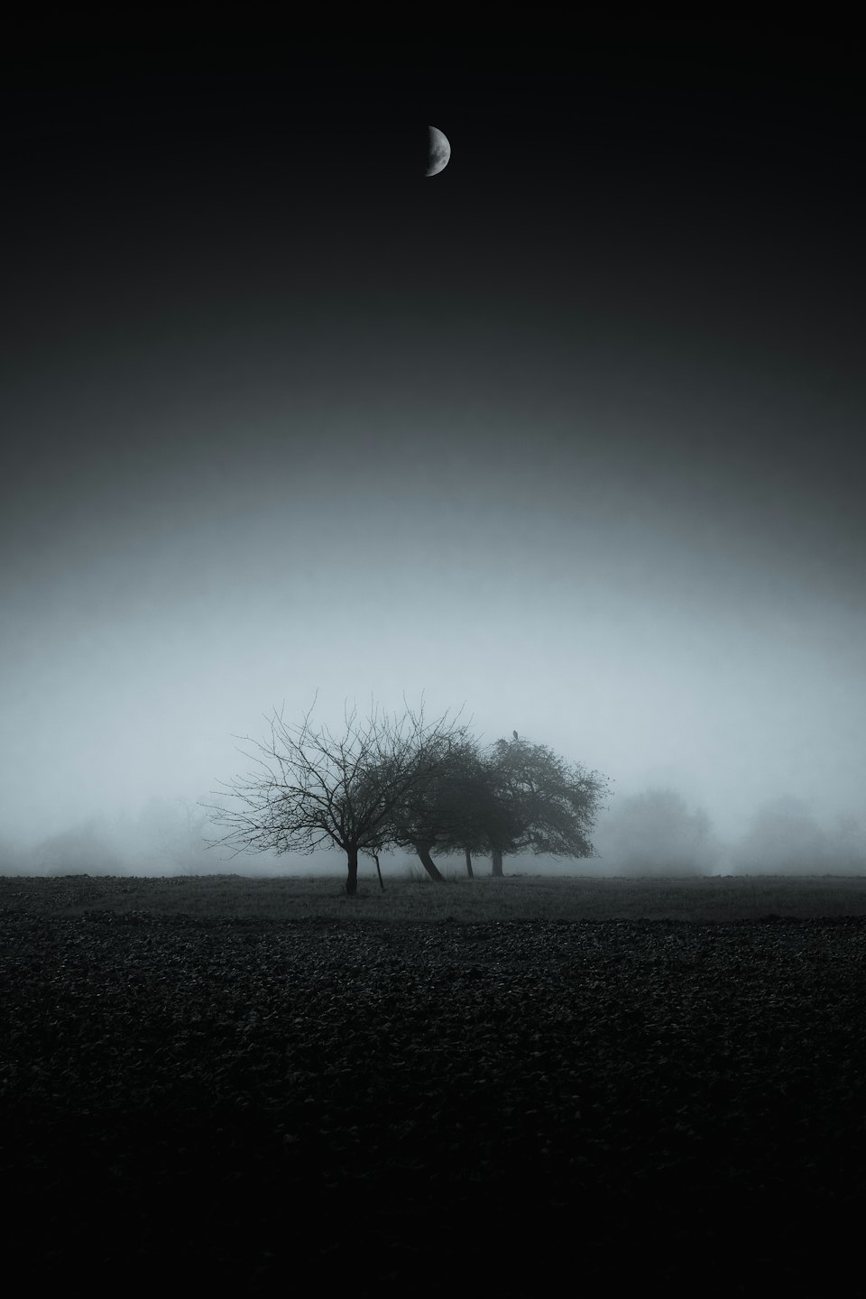 Bare trees stand in a foggy field under a crescent moon.